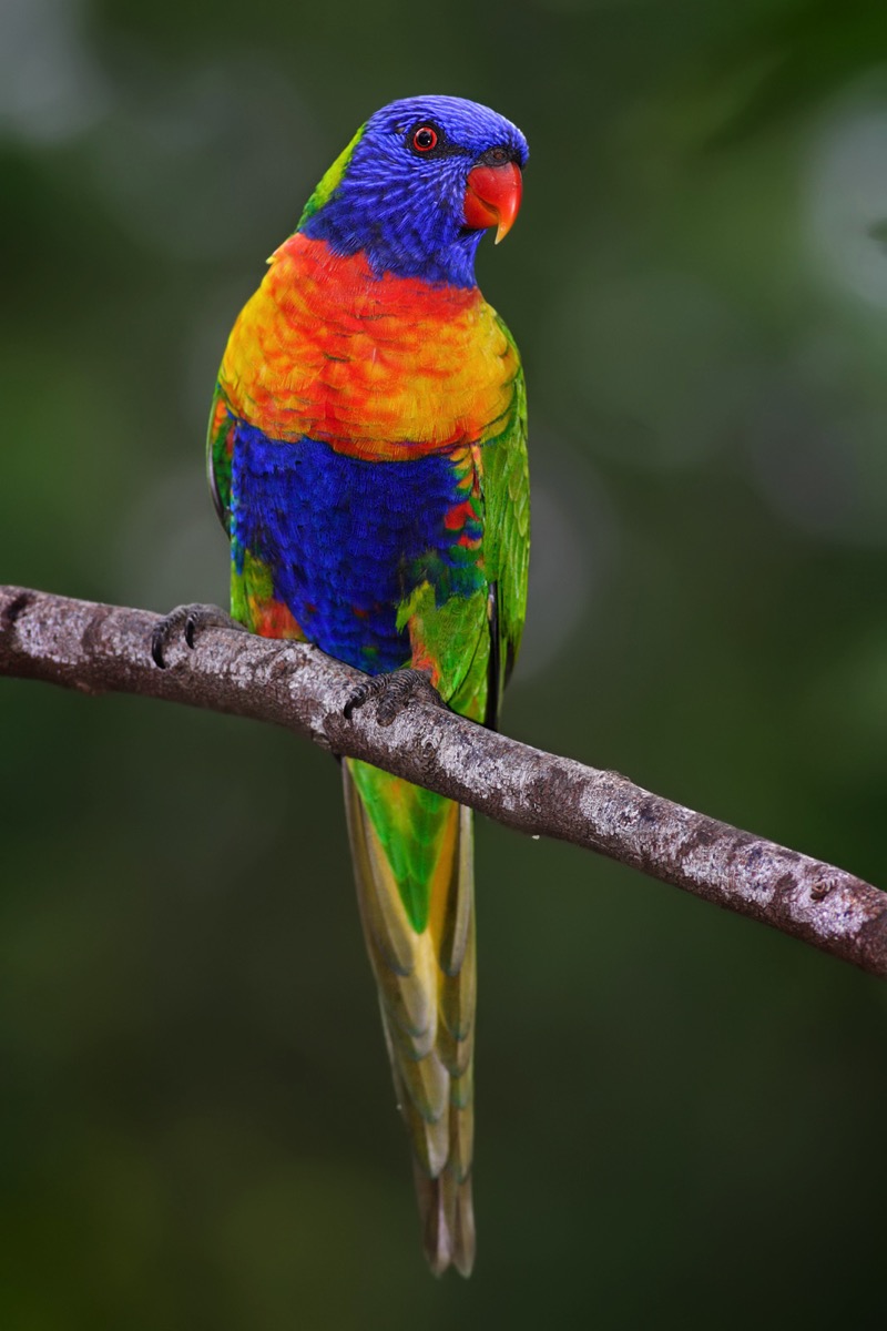 Rainbow lorikeet